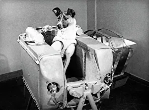 Laika der Weltrauhund