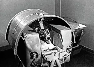 Laika der Weltraumhund