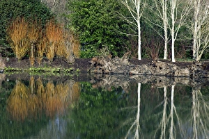 Cornus Sanguinea Drucke: Lakeside plants