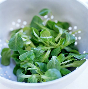 Salad Ingredients Drucke: Lambs lettuce