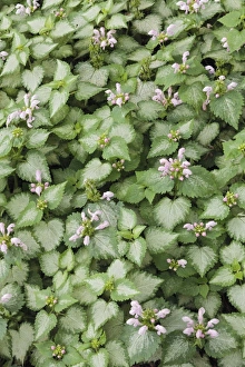 Herbaceous Border Ideas Drucke: Lamium maculatum Pink Chablis