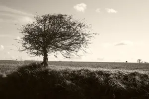 Landschaften Drucke: Einfacher Baum