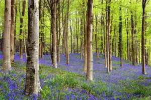 Drucke von Blumen der Blauwellen (Hyacinthoides sp.) im Wald. Fotografiert im Frühjahr, auf dem Landkarte von Dorset, Großbritannien Botanische Drucke: Blauvögel (Hyacinthoides spp.)