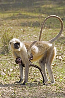 Indian Subcontinent Wildlife Drucke: Langur monkeys