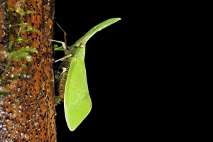 Malaysian Wildlife Photos Drucke: Lantern bug