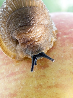 Garden Pests UK Drucke: Large black slug