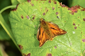Dorset Wildlife Photos Drucke: Large skipper butterfly