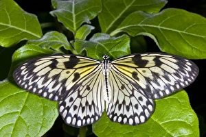 Drucke von Großer Schmetterling-Nymph aus dem Baumwurzelkernbeeren-Genus (Idea Sp.) auf einer Blätterschicht. Diese Art kann sich im Philippinen, Taiwan, Maleischien und Thailande finden Bilder Datiert 2009 Oktober: Große Baum-Nymphen-Butterfly