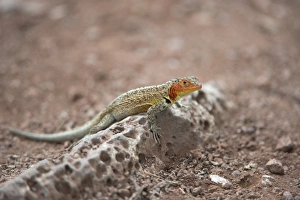 Lava Lizard Drucke: Lava lizard C016 / 9472