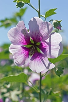 Wildflowers Of England Drucke: Lavatera maritima