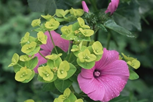 Desert Flora Photography Drucke: Lavatera trimestris Ruby Regis