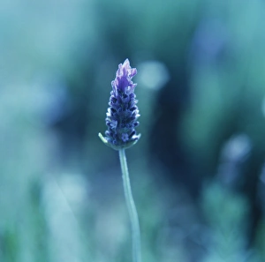 Purple Wildflowers Drucke: Lavender