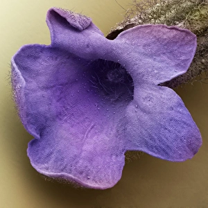 Drucke von Lavendelblüten blühen. Scanning electron micrograph (SEM) von einer Blüte aus einem französischen Lavendelbaum (Lavandula dentata) Bilder Datiert 2008 Oktober: Blüht Lavendel, SEM