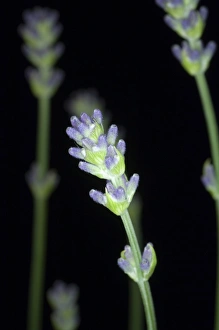 Fragrant Herbs Drucke: Lavender (Lavandula sp. )