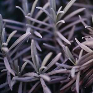 Medicinal Herbs Images Drucke: Lavender leaves
