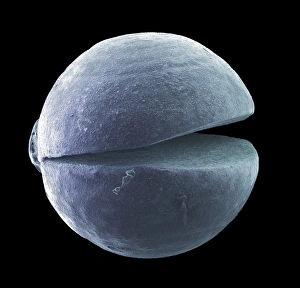 Coloured Scanning Electron Micrographs Drucke: Lead-free angling shot, SEM