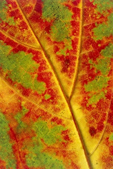 Maple Leaf Drucke: Leaf detail
