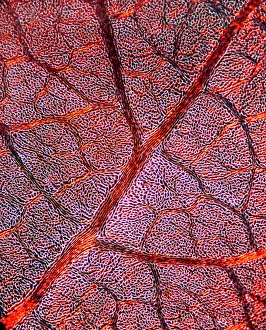 Light Micrograph Drucke: Leaf anatomy, light micrograph