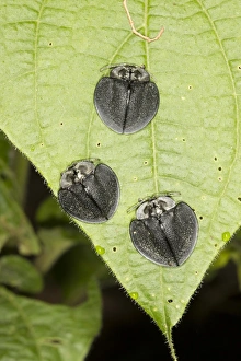 Leaf Beetles Drucke: Leaf beetles
