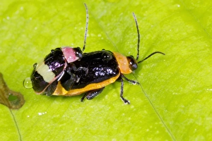 Drucke von Blattkäfer (Familie: Chrysomelidae), Paarung. Die Unterschiede sowohl im Größen- als auch der Farben des Männchens und Weibchen sind ein Beispiel für Geschlechtsdimorphismus Bilder Datiert 2012 Dezember: Blattkäfer paaren sich