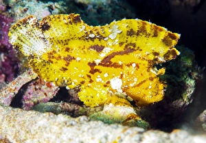 Tropical Marine Animals Drucke: Leaf fish