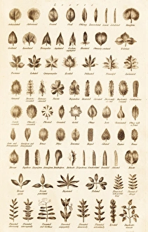 18th Century Encyclopedia Drucke: Leaf Forms C017 / 3525