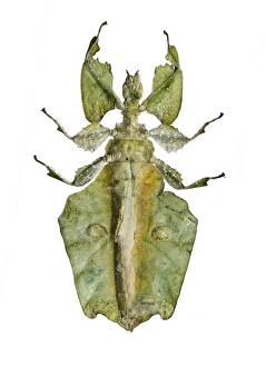Leaf Insect Drucke: Leaf insect C016 / 2230