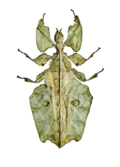 Drucke von Blattkäfer. Blick auf die Oberseite eines Blätterblattkafers von Phyllium siccifolium. Präsentiert wurde ein Exemplar der Universität Valencia in Spanien Bilder Datiert 2013 Mai: Blattkäfer C016/2231