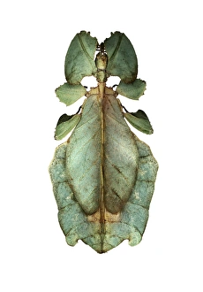 Camouflaged Insects Pictures Drucke: Leaf insect C016 / 2234