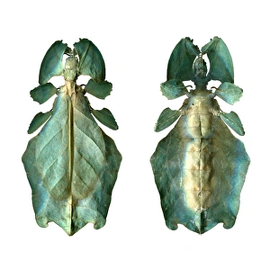 Leaf Insect Drucke: Leaf insect C016 / 2235