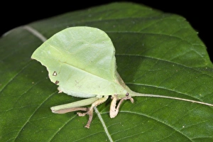 Camouflage Insects Drucke: Leaf-mimic katydid