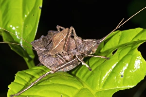 Tropical Insect Photography Drucke: Leaf mimic katydids C017 / 6810