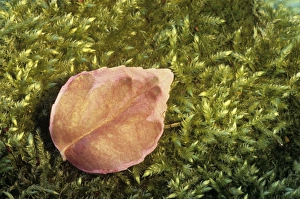 Moss Covered Leaves Drucke: Leaf on moss