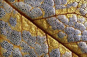 Plant Cell Structure Drucke: Leaf skeleton