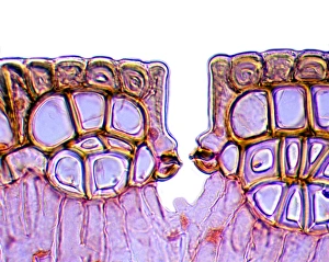 Light Micrograph Drucke: Leaf stomata, light micrograph