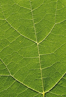 Plant Vascular System Drucke: Leaf veins