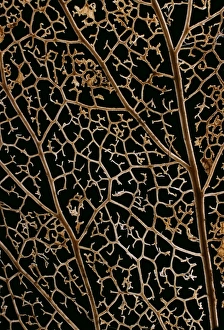 Drucke von Makrophotograph eines Blattknochens der Efeu-Pflanze Hedera helix zeigt das Gliedmaßverhalten und den Abnahme des Venenrisses (Gewebe) Bilder Datiert 2003 Oktober: Blattvenen der Efeu