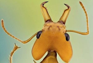 Leafcutter Ant Drucke: Leafcutter ant C018 / 2391