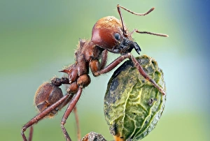 Leafcutter Ant Drucke: Leafcutter ant C018 / 2486
