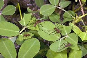Leafcutter Ants Drucke: Leafcutter ant workers
