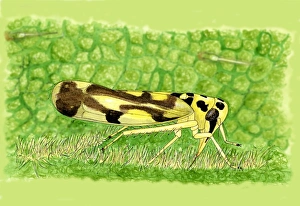 Hemiptera Insects Drucke: Leafhopper