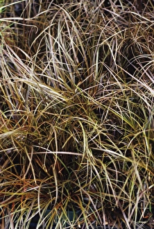 Australian Flora Drucke: Leatherleaf Sedge