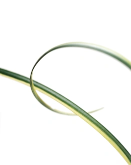 Leaf Structure Drucke: Leaves