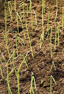 Vegetable Gardening Tips Drucke: Leek seedlings