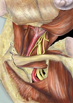 Clavicle Bone Structure Drucke: Left armpit nerve plexus, artwork C016 / 6812