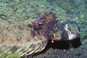 Camouflage Fish Drucke: Left-eyed flounder