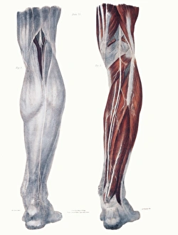 Drucke von Nerven legs Historische anatomische Kunstwerk der Nerven (weiß) hinter einer menschlichen unteren Beine leg Bilder Datiert 2005 Februar: Nervenleger