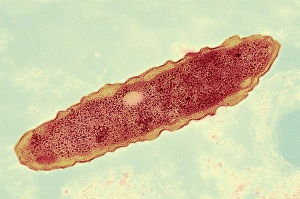 Coloured TEM Micrograph Drucke: Legionella bacterium, TEM