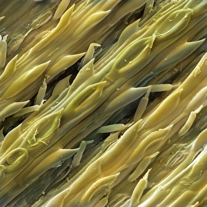 Drucke von Zitronengras. Farbige Rasterelektronenmikroskopaufnahme (SEM) der Oberfläche des thailändischen Zitronengrases (Cymbopogon flexuosus), die geschlossenen Stomatalöcher zeigt Bilder Datiert 2009 Januar: Zitronengras, SEM