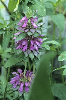 Aromatic Flowering Plants Drucke: Lemon mint flower